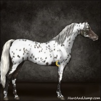 Horse Color:White Spotted Liver Chestnut Ice Mushroom Near Leopard
