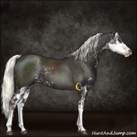 Horse Color:White Spotted Liver Chestnut Sabino