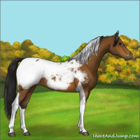Horse Color:Gray Buckskin Tobiano Near Fewspot 