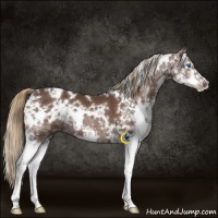 Horse Color:White Spotted Liver Chestnut Splash 