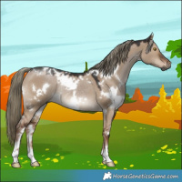 Horse Color:Gray White Spotted Liver Red Dun Mushroom Rabicano 