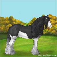 Horse Color:Black Splash