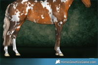 Horse Color:White Spotted Chocolate Palomino