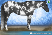 Horse Color:White Spotted Black