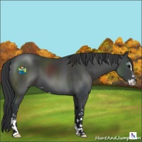 Horse Color:Black Sabino 