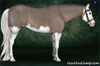 Horse Color:Silver Black Sabino Splash