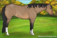 Horse Color:Bay Roan Dun