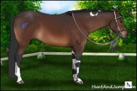 Horse Color:Bay Tobiano 