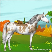 Horse Color:White Spotted Silver Buckskin Dun Sabino Splash Brindle