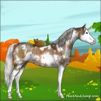 Horse Color:White Spotted Silver Brown Dun Sabino Splash Brindle