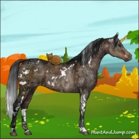 Horse Color:White Spotted Brown Ice Dun 