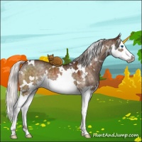 Horse Color:White Spotted Silver Brown Dun Splash Brindle