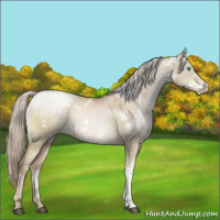 Horse Color:White Spotted Chocolate Palomino Pearl Dun