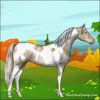 Horse Color:Gray White Spotted Chocolate Palomino Pearl Dun Tobiano 