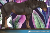 Horse Color:Liver Chestnut Rabicano 