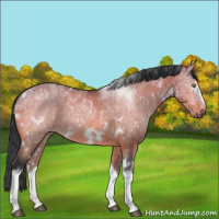 Horse Color:White Spotted Bay Dun Mushroom Rabicano 