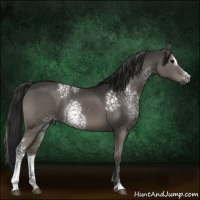 Horse Color:Gray White Spotted Black Sabino