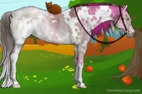 Horse Color:Plaid  White Spotted Liver Red Dun Rabicano Brindle 