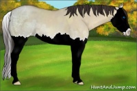 Horse Color:Sable Champagne Ice Dun Sabino Splash 