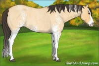 Horse Color:White Spotted Buckskin Roan Dun Splash 