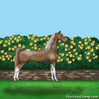 Horse Color:Chocolate Palomino Tobiano 