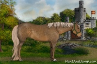 Horse Color:Chocolate Palomino 