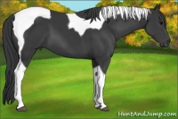 Horse Color:Black Tobiano 