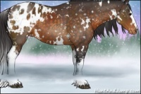 Horse Color:White Spotted Buckskin Appaloosa 