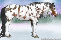 Horse Color:White Spotted Brown Appaloosa 