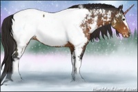 Horse Color:White Spotted Buckskin Appaloosa 