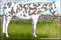 Horse Color:Silver Black Splash Appaloosa 