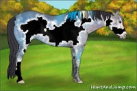 Horse Color:Buckskin Ice Frame Rabicano 