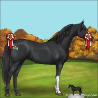 Horse Color:Black 