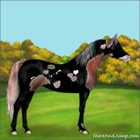 Horse Color:Brown Splash Tobiano 