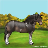Horse Color:White Spotted Liver Chestnut 