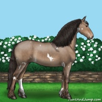 Horse Color:White Spotted Liver Red Dun 