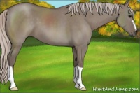Horse Color:Silver Grullo 
