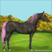 Horse Color:Watercolor Midnight Buckskin Ice 