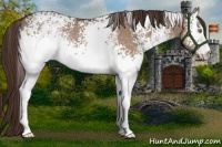Horse Color:White Spotted Liver Red Dun Rabicano 