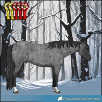 Horse Color:Blue Roan 