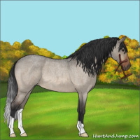 Horse Color:Bay Roan Dun Brindle 