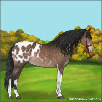 Horse Color:Brown Tobiano Appaloosa 