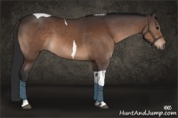 Horse Color:Bay Tobiano 