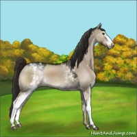 Horse Color:White Spotted Liver Red Dun 