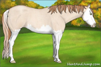 Horse Color:Gold Champagne Roan Dun Splash 