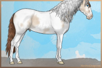 Horse Color:Bay Dun Splash Tobiano Frame Appaloosa 