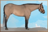 Horse Color:Bay Roan Dun Rabicano Brindle