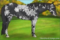Horse Color:Black Ice 