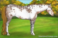 Horse Color:Painted Buckskin Ice Frame 