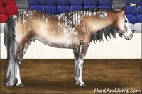 Horse Color:White Spotted Silver Bay Onyx Splash Tobiano Rabicano  and Brown Onyx Sabino Splash Rabicano 